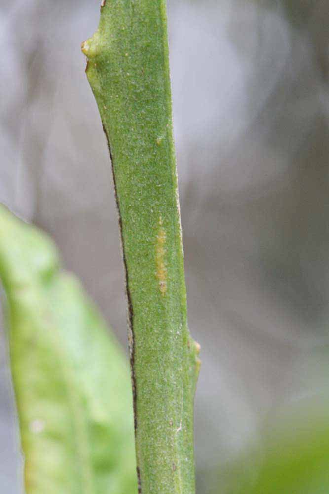            First year twig (Riverside, CA)   
